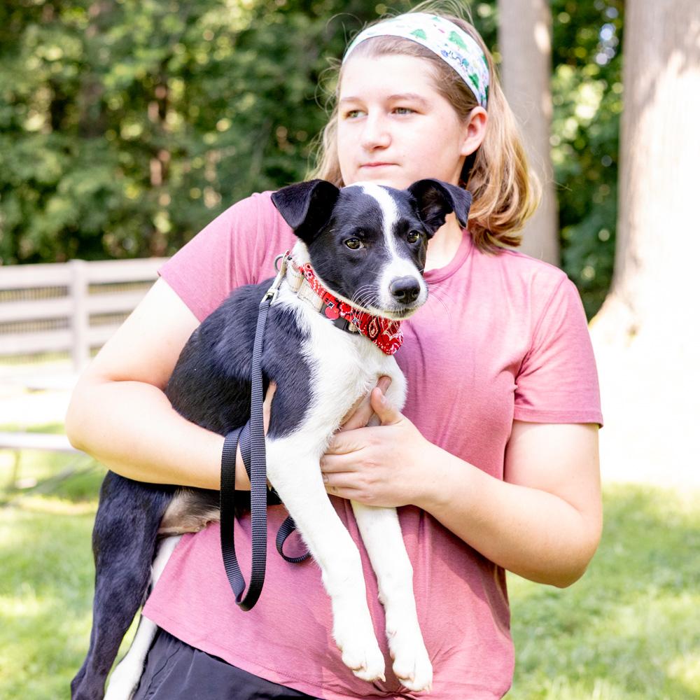 Enlarge Merle (Male), a Adoptable mixed breed in West Grove, PA image 3/6