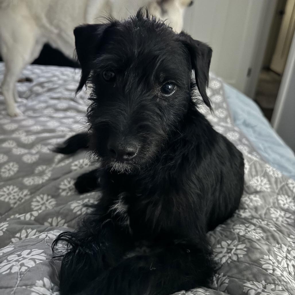 Charlie, Adoptable, Adult Male Miniature Poodle & Boston Terrier.