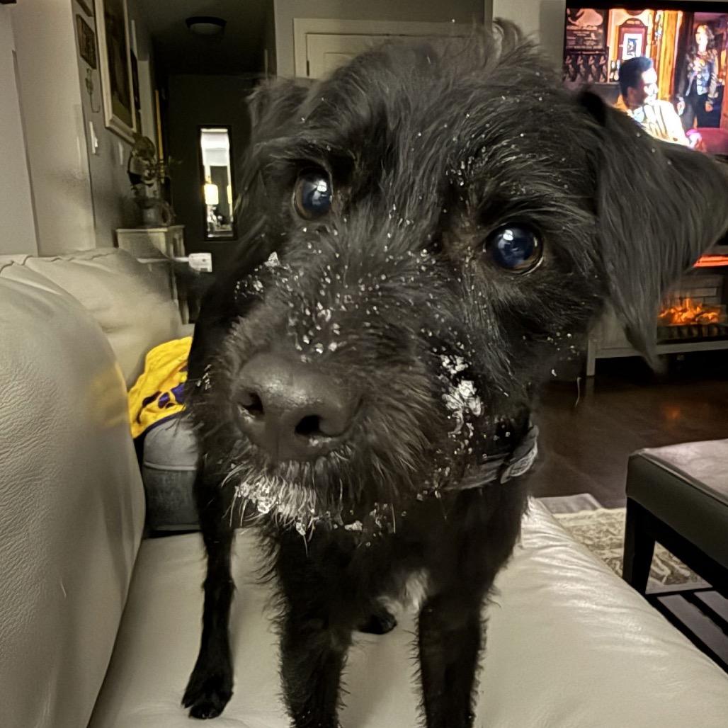 Enlarge Charlie, a Adoptable mixed breed in Blaine, MN image 2/2