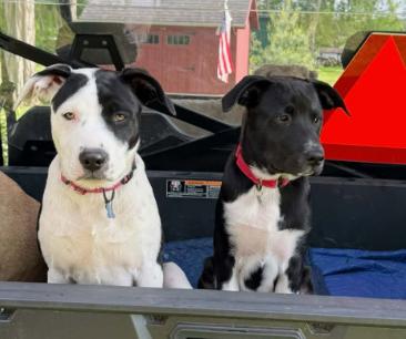 Sadie & Tom Sawyer (8 months old) - Courtesy Post, Adoptable, Young Female Pit Bull Terrier.