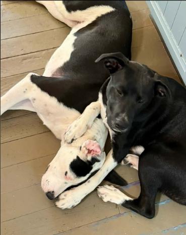 Enlarge Sadie & Tom Sawyer (8 months old) - Courtesy Post, a Adoptable mixed breed in Albany, NY image 2/4