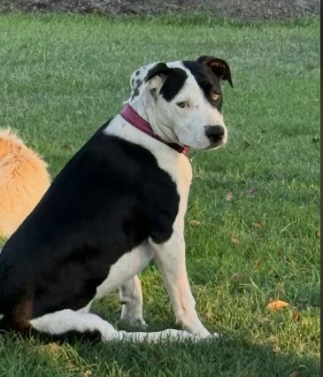 Enlarge Sadie & Tom Sawyer (8 months old) - Courtesy Post, a Adoptable mixed breed in Albany, NY image 4/4