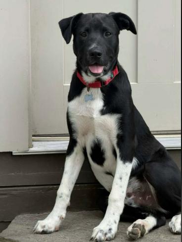 Enlarge Sadie & Tom Sawyer (8 months old) - Courtesy Post, a Adoptable mixed breed in Albany, NY image 3/4