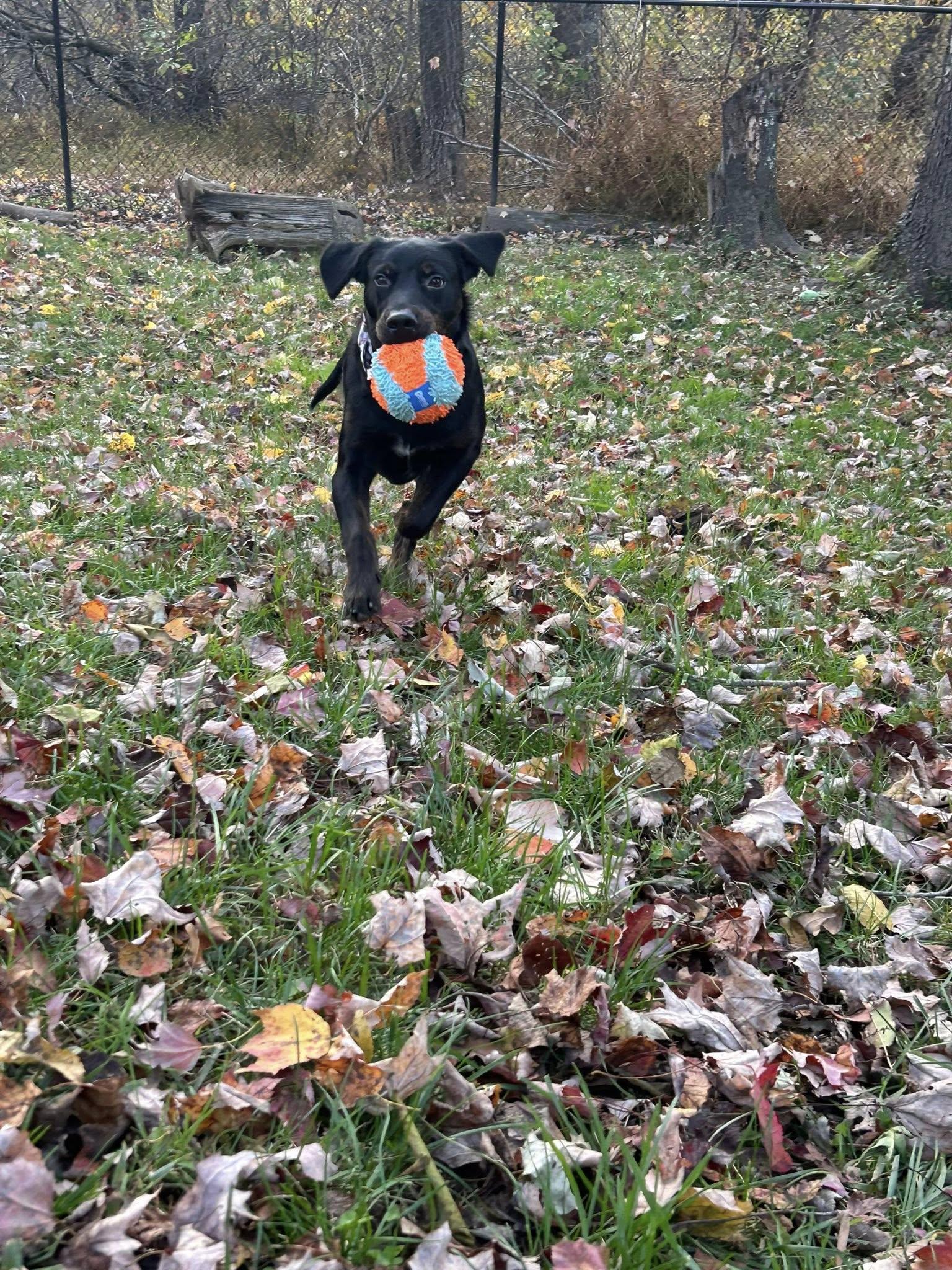 Colby Jack thumbnail 3