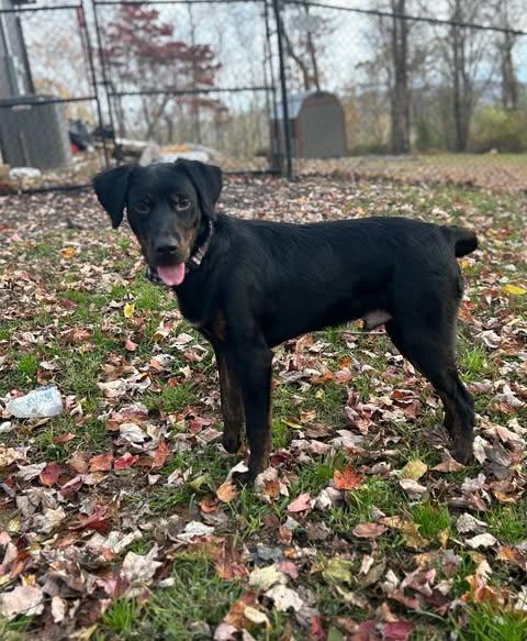 Colby Jack thumbnail 4