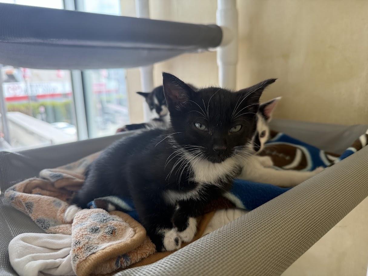 Enlarge Hayward, a Adoptable Domestic Short Hair in Berkeley, CA image 3/3