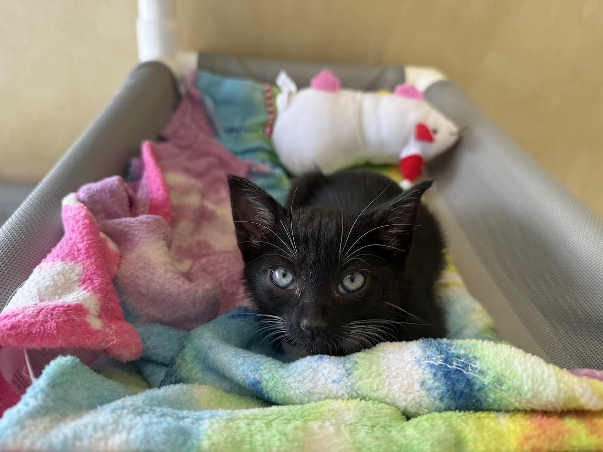 Hayward, Adoptable, Kitten Male Domestic Short Hair.