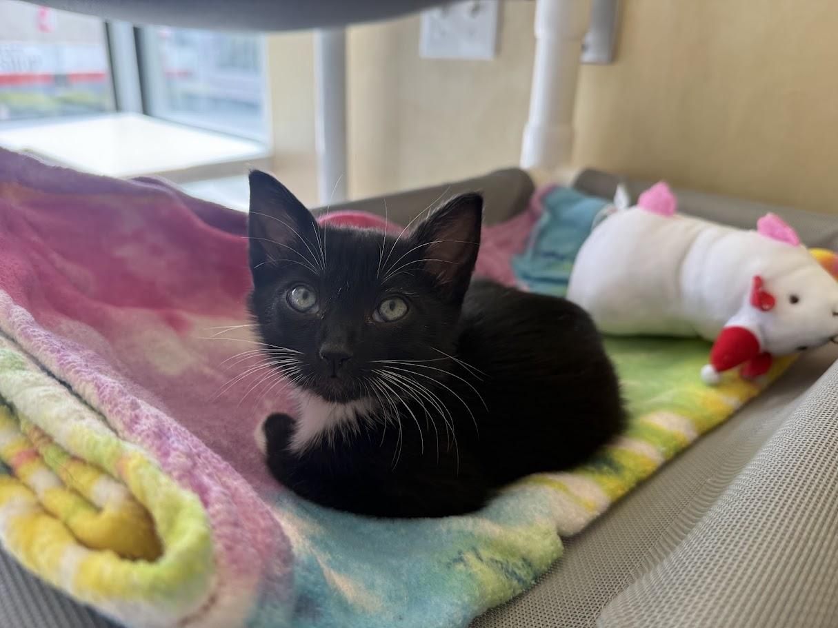 Enlarge Hayward, a Adoptable Domestic Short Hair in Berkeley, CA image 2/3