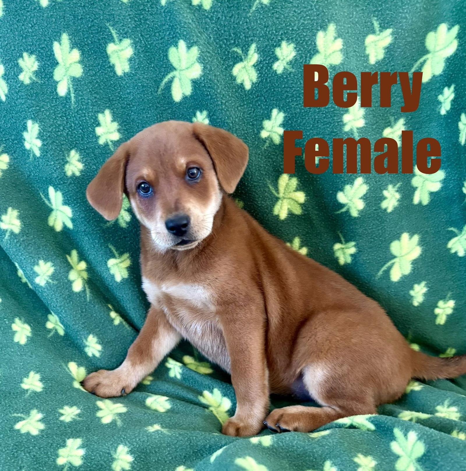 Berry, Adopted, Young Male Mixed Breed.