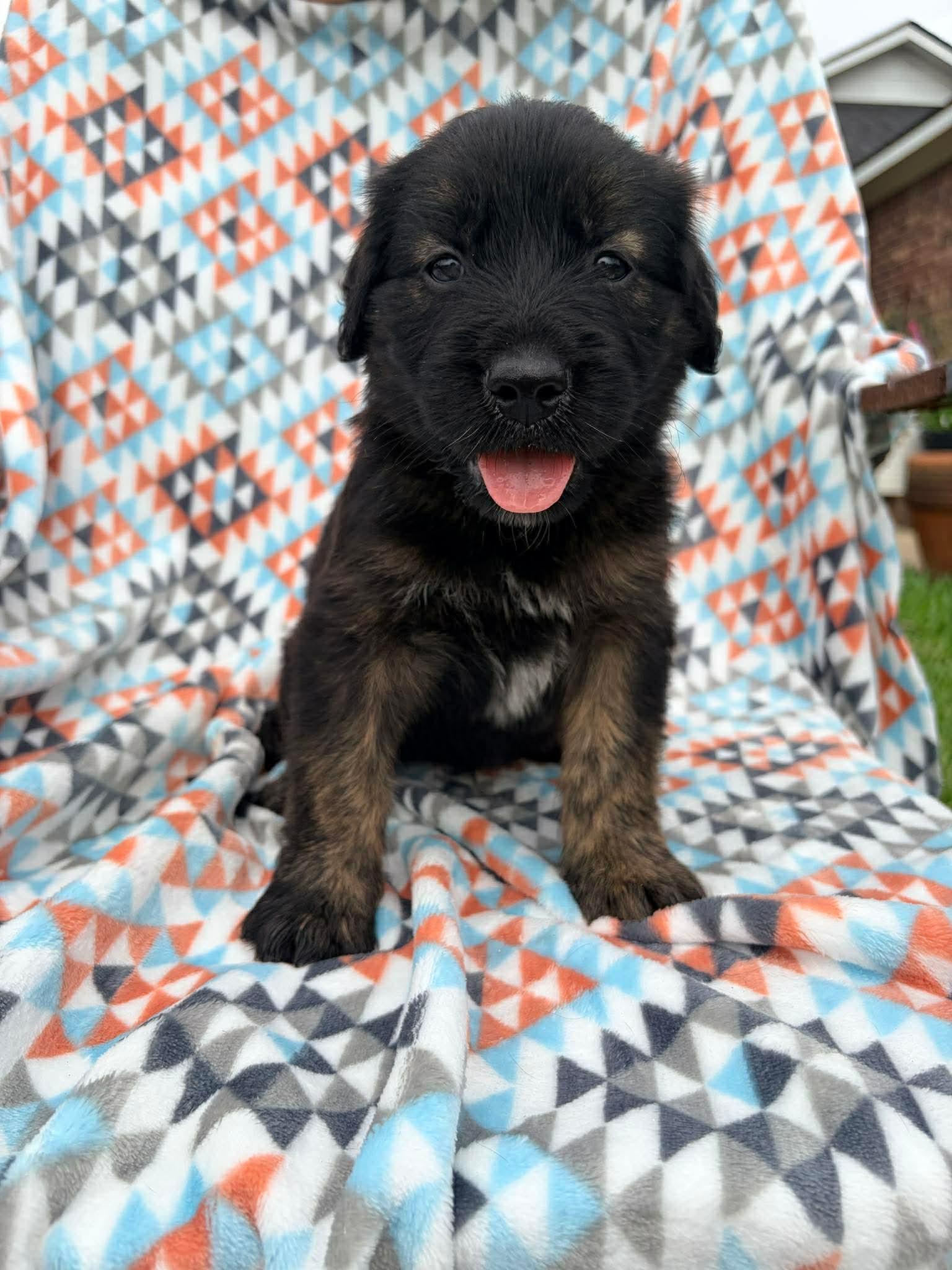 Snickers, an adopted mixed breed in Bellingham, WA image 3/6