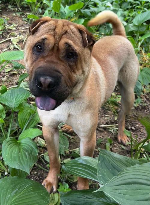 Enlarge McSquizzy, a Adopted Shar-Pei in Chesapeake, VA image 2/2