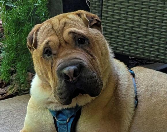 Enlarge McSquizzy, a Adopted Shar-Pei in Chesapeake, VA image 1/2