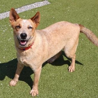 Enlarge Ella, an adopted Mixed Breed in Athens, GA image 3/3