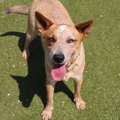 Enlarge Ella, an adopted Mixed Breed in Athens, GA image 2/3