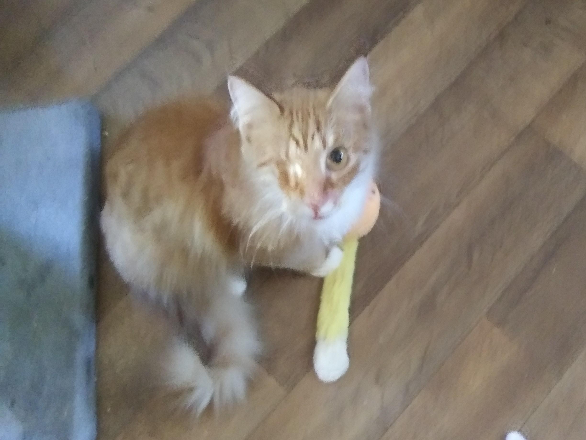 Enlarge Hamlin, a Adoptable Domestic Medium Hair in Port Wentworth, GA image 2/3