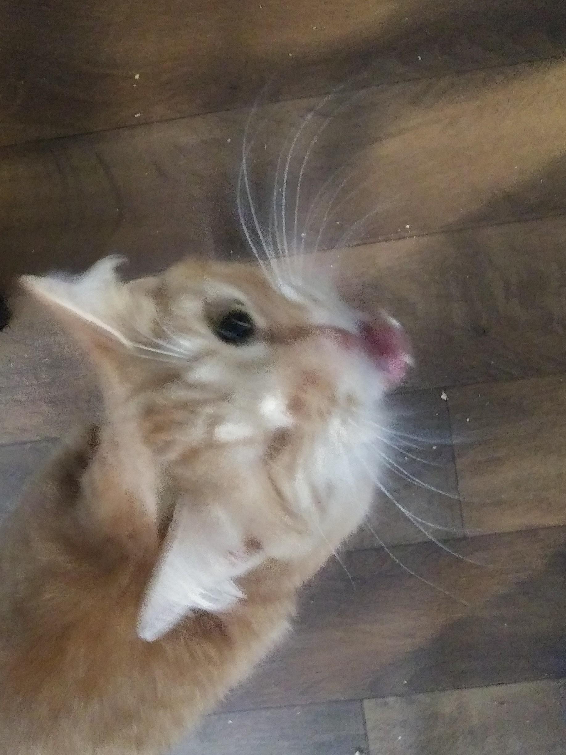 Hamlin, Adoptable, Adult Male Domestic Medium Hair.