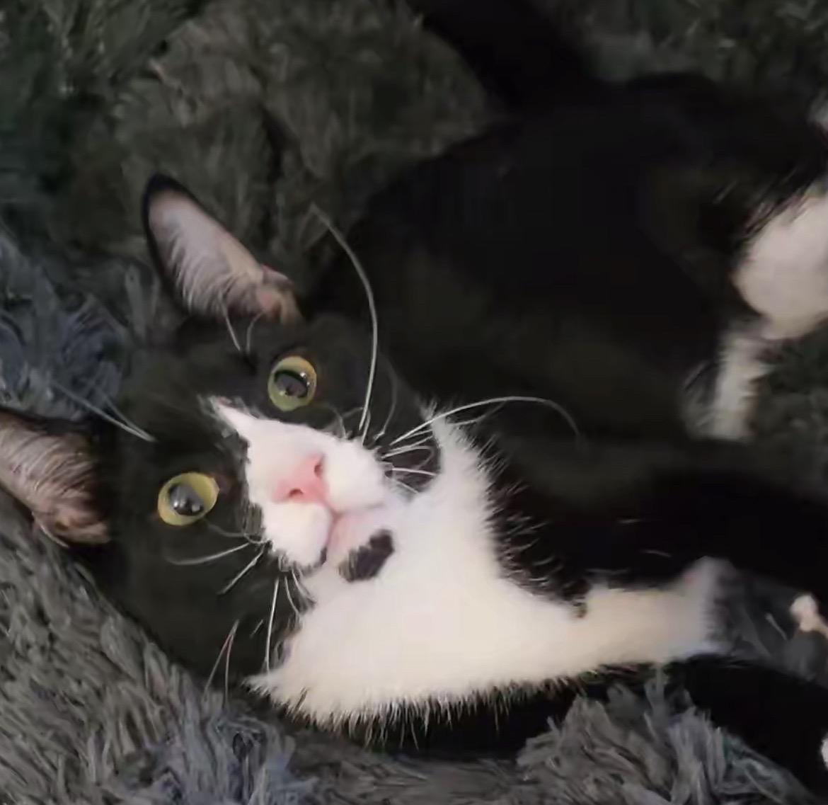 Enlarge Frogg, an adoptable Domestic Short Hair in Lacey, WA image 2/6