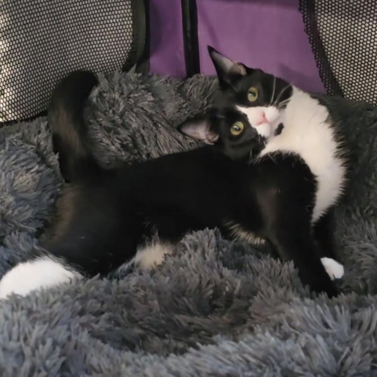 Enlarge Frogg, an adoptable Domestic Short Hair in Lacey, WA image 1/6