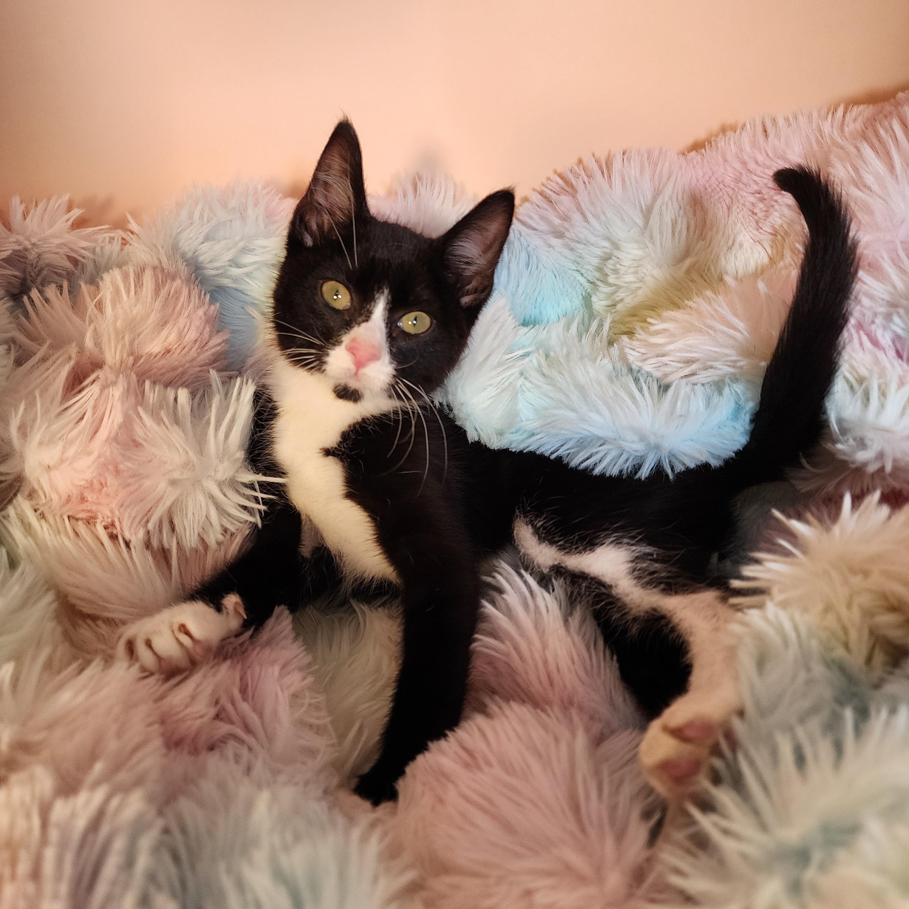 Enlarge Frogg, a Adoptable Domestic Short Hair in Lacey, WA image 4/6