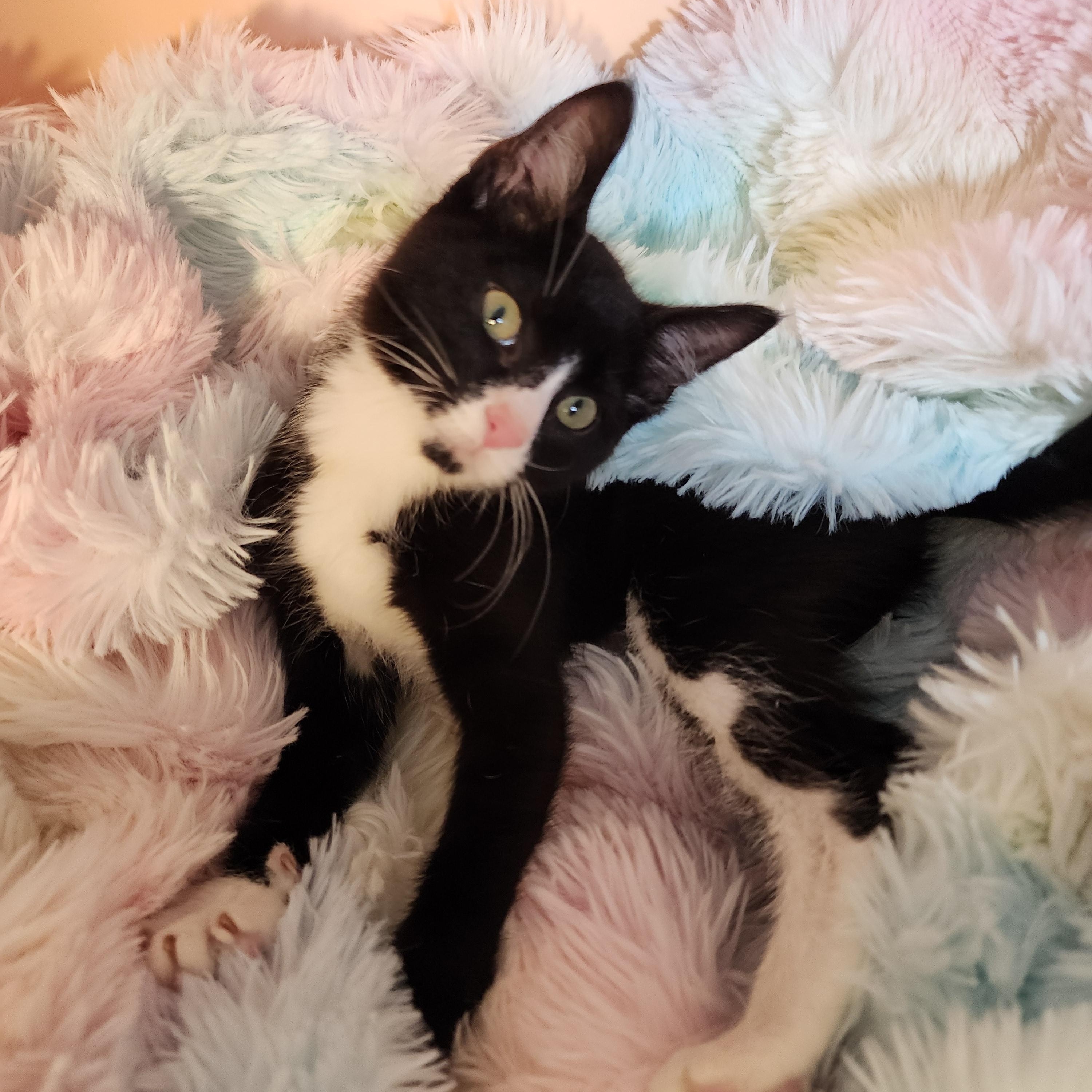 Frogg, Baby Female Domestic Short Hair