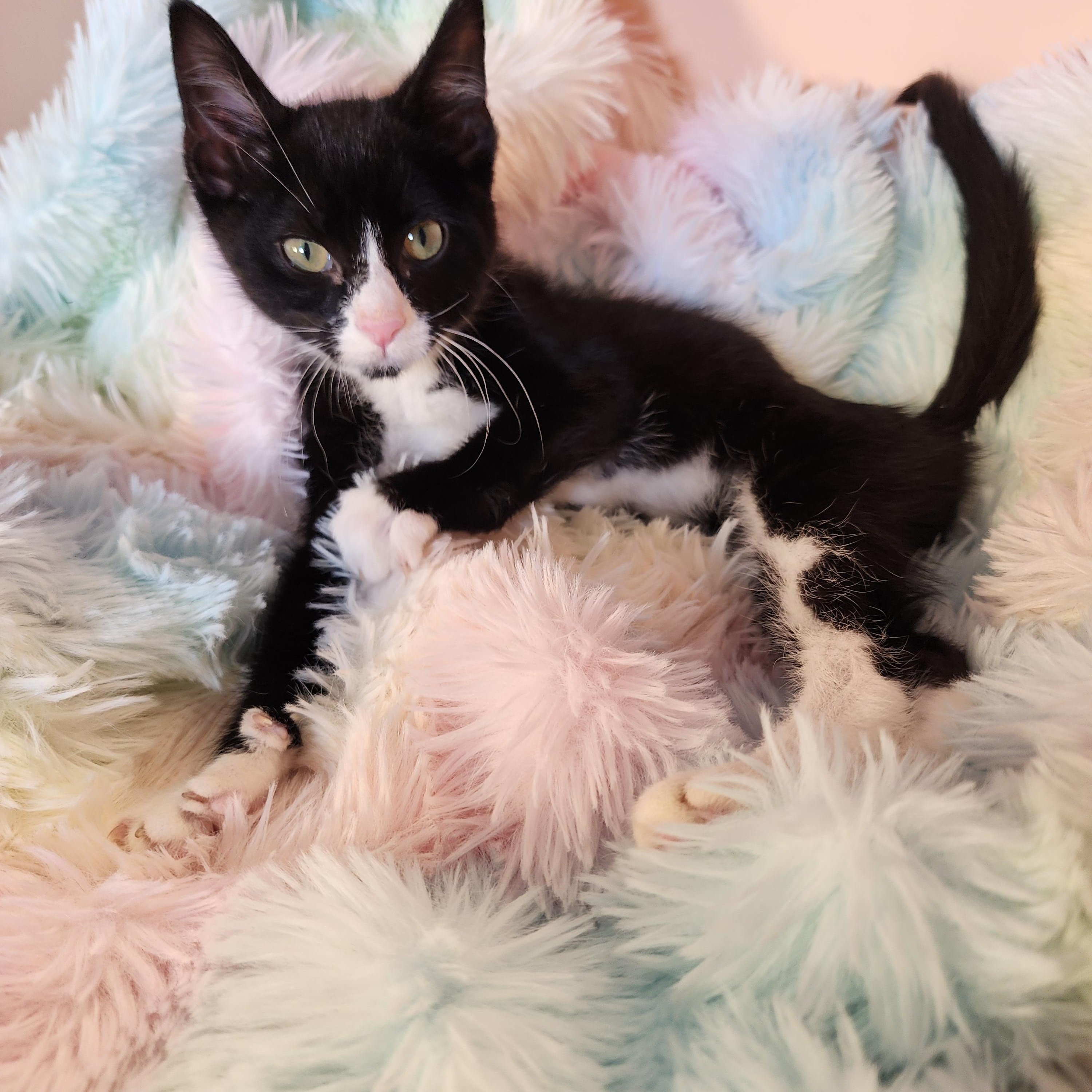 Enlarge Frogg, a Adoptable Domestic Short Hair in Lacey, WA image 3/6