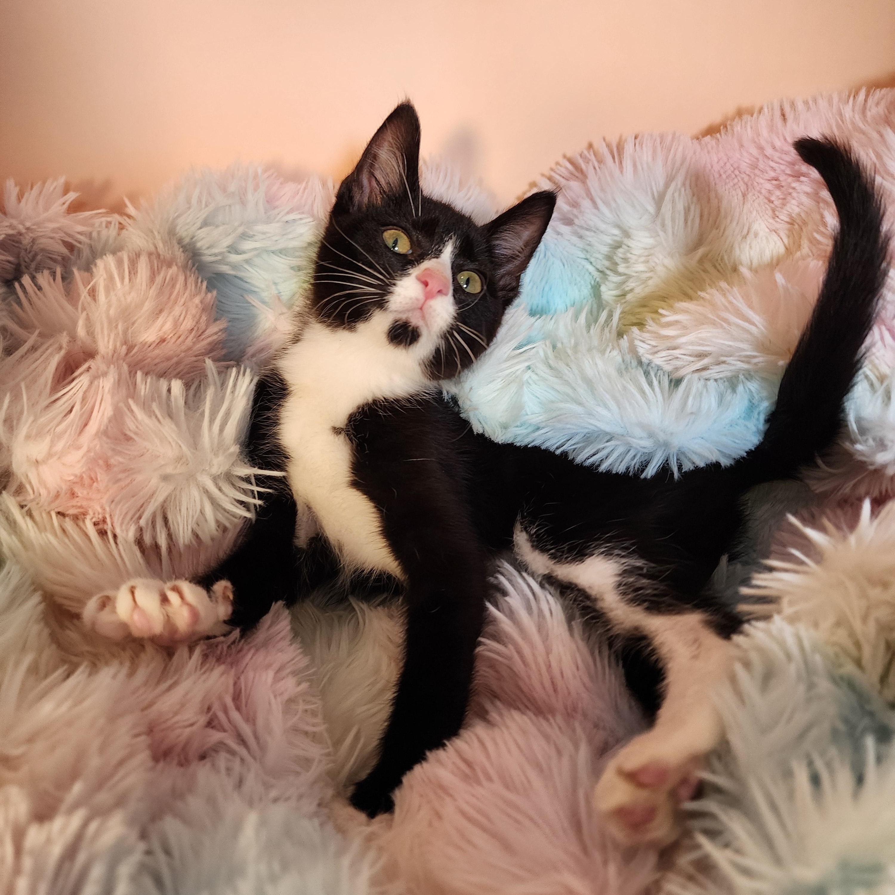 Enlarge Frogg, a Adoptable Domestic Short Hair in Lacey, WA image 5/6