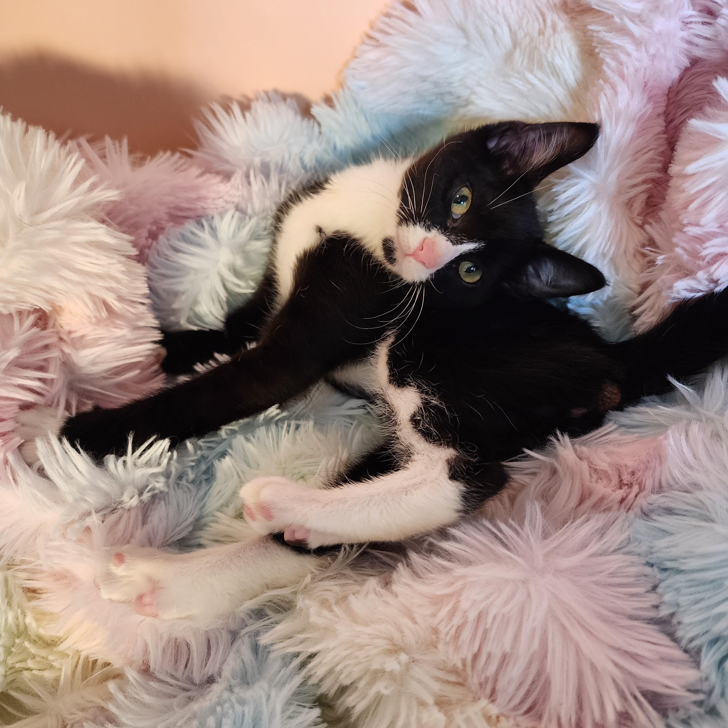 Enlarge Frogg, a Adoptable Domestic Short Hair in Lacey, WA image 6/6