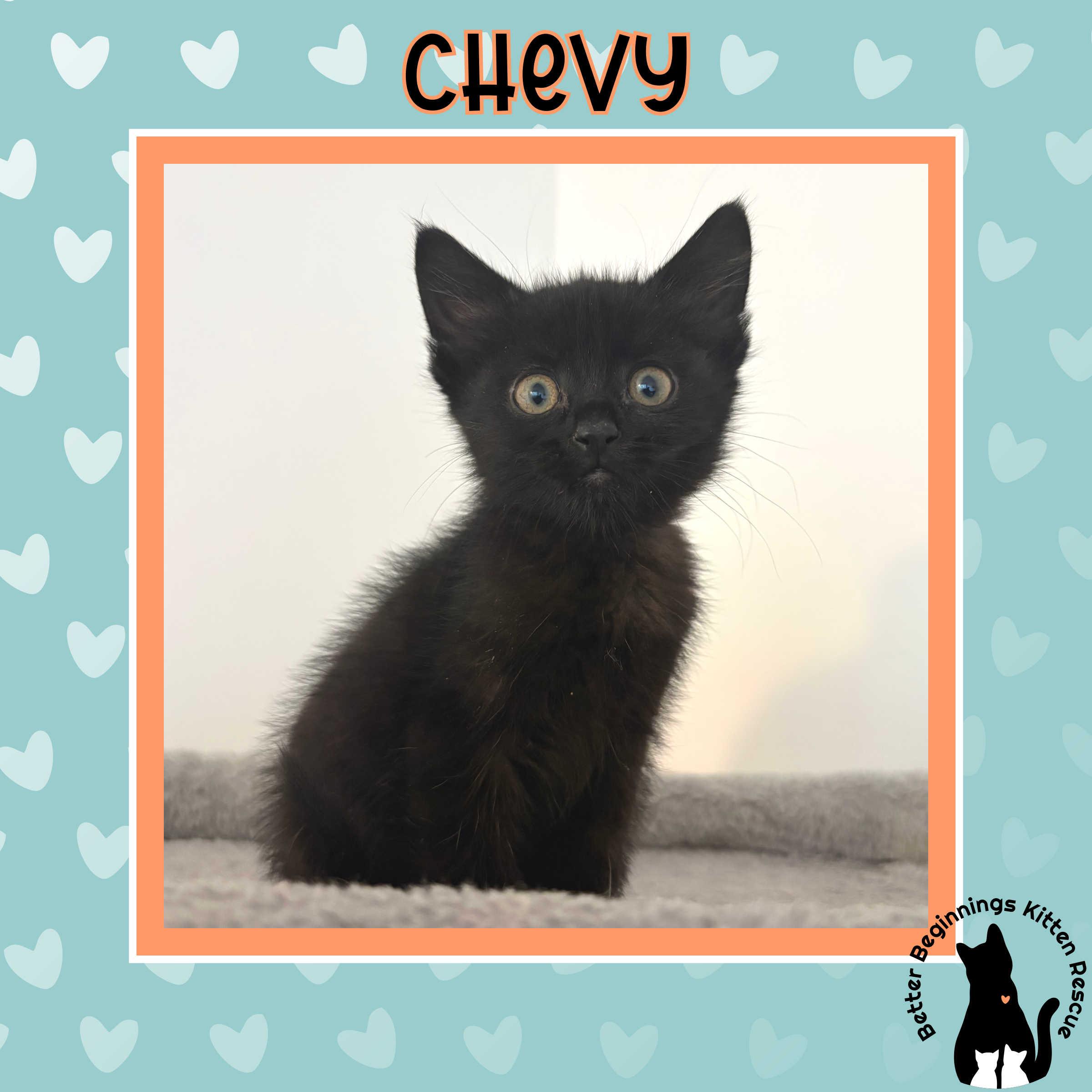 Chevy, Adoptable, Kitten Male Domestic Short Hair.