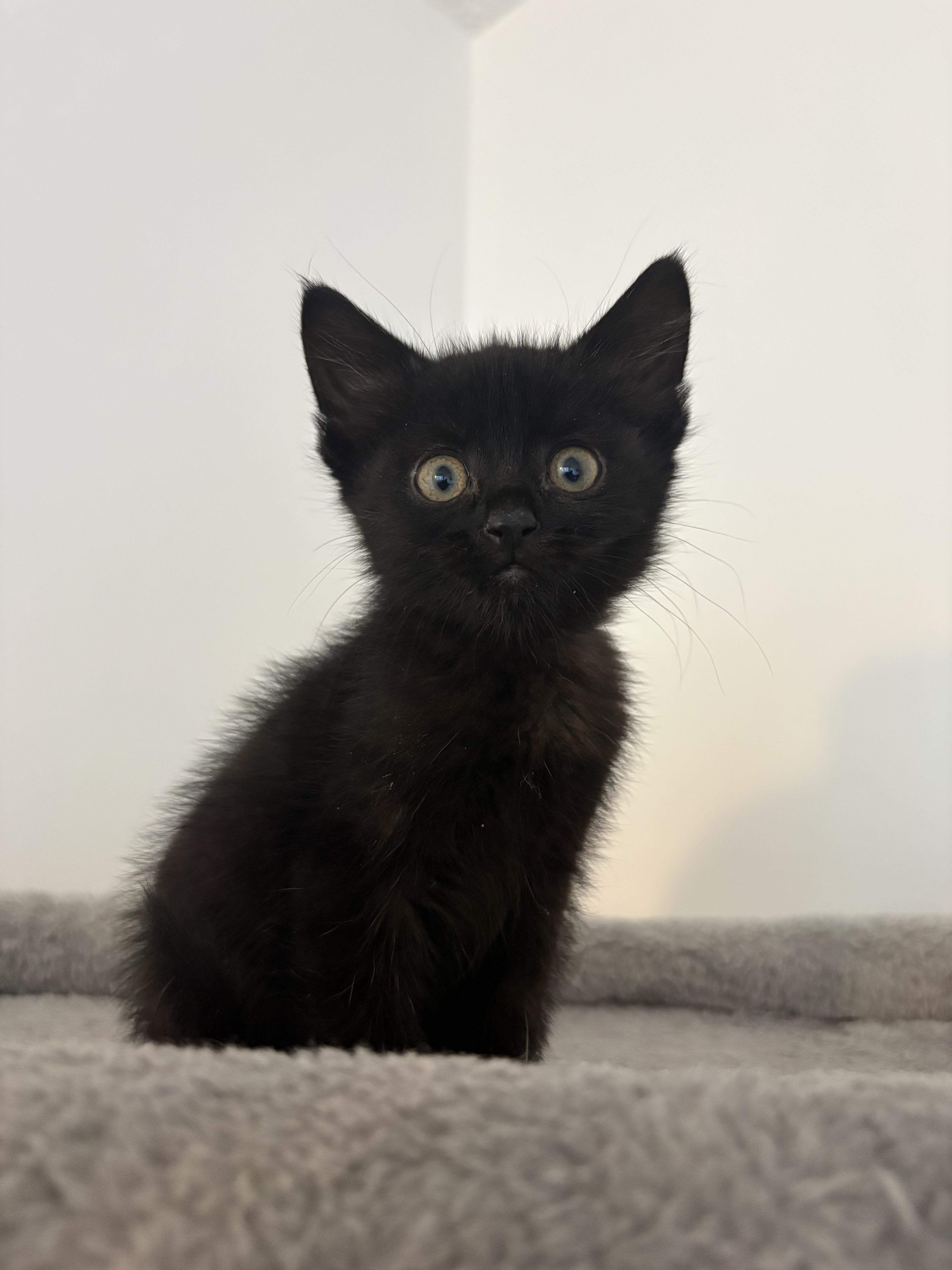 Chevy, a Adoptable Domestic Short Hair in Kamloops, BC image 2/4