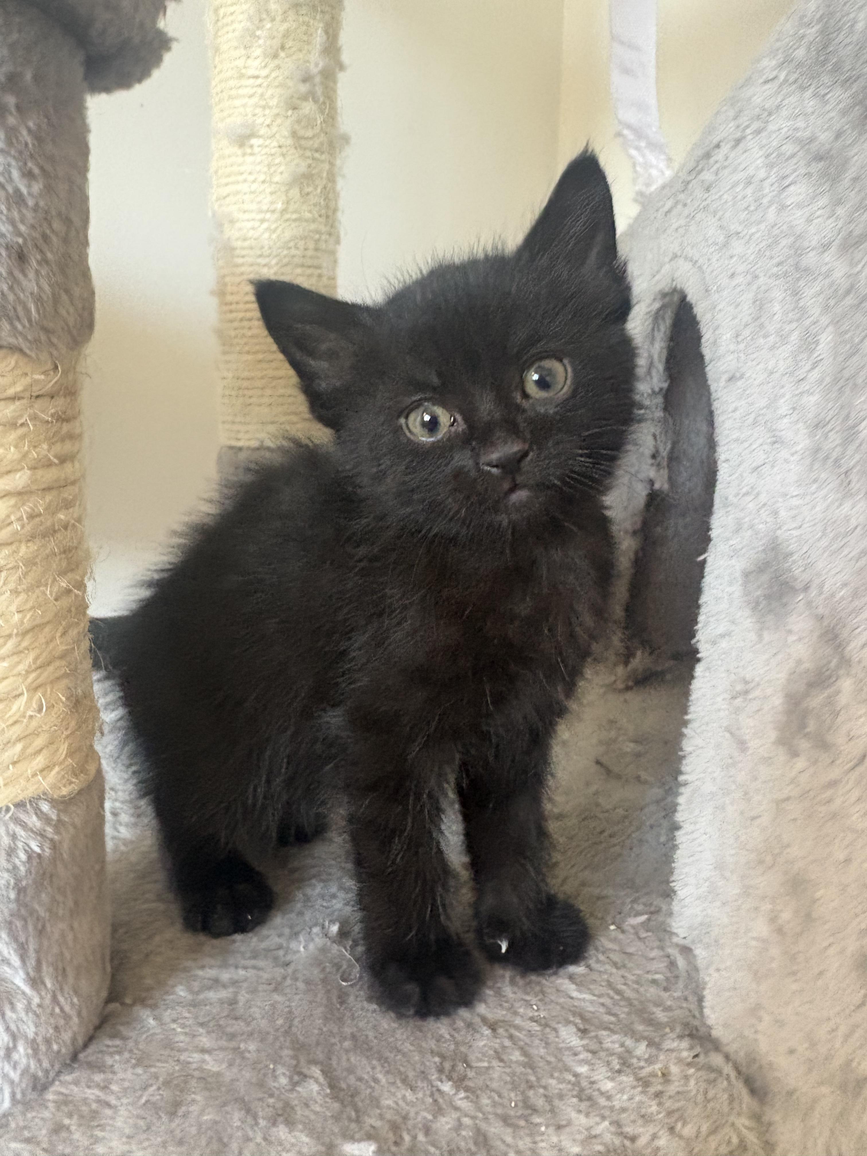 Chevy, a Adoptable Domestic Short Hair in Kamloops, BC image 3/4