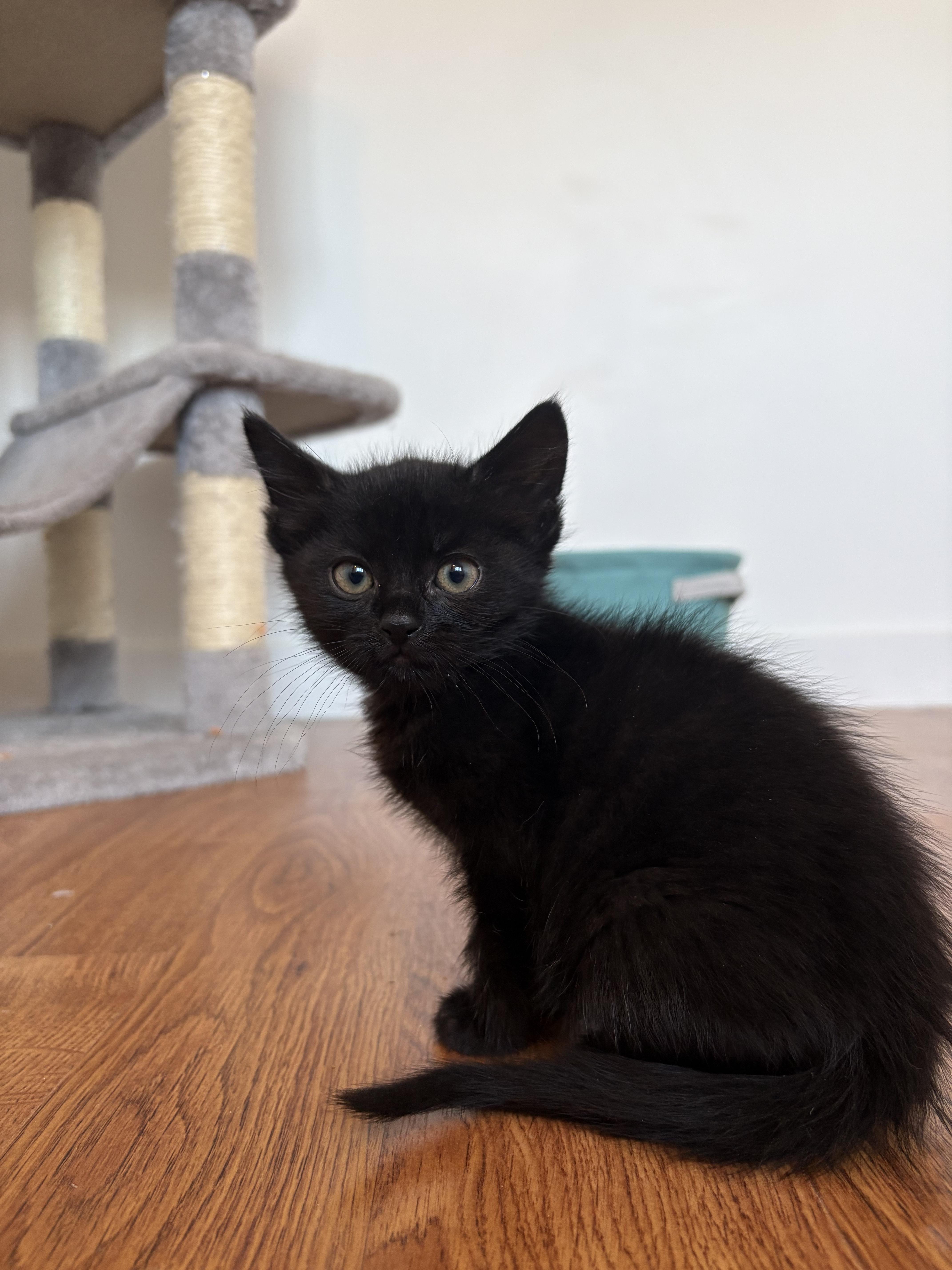 Chevy, a Adoptable Domestic Short Hair in Kamloops, BC image 4/4