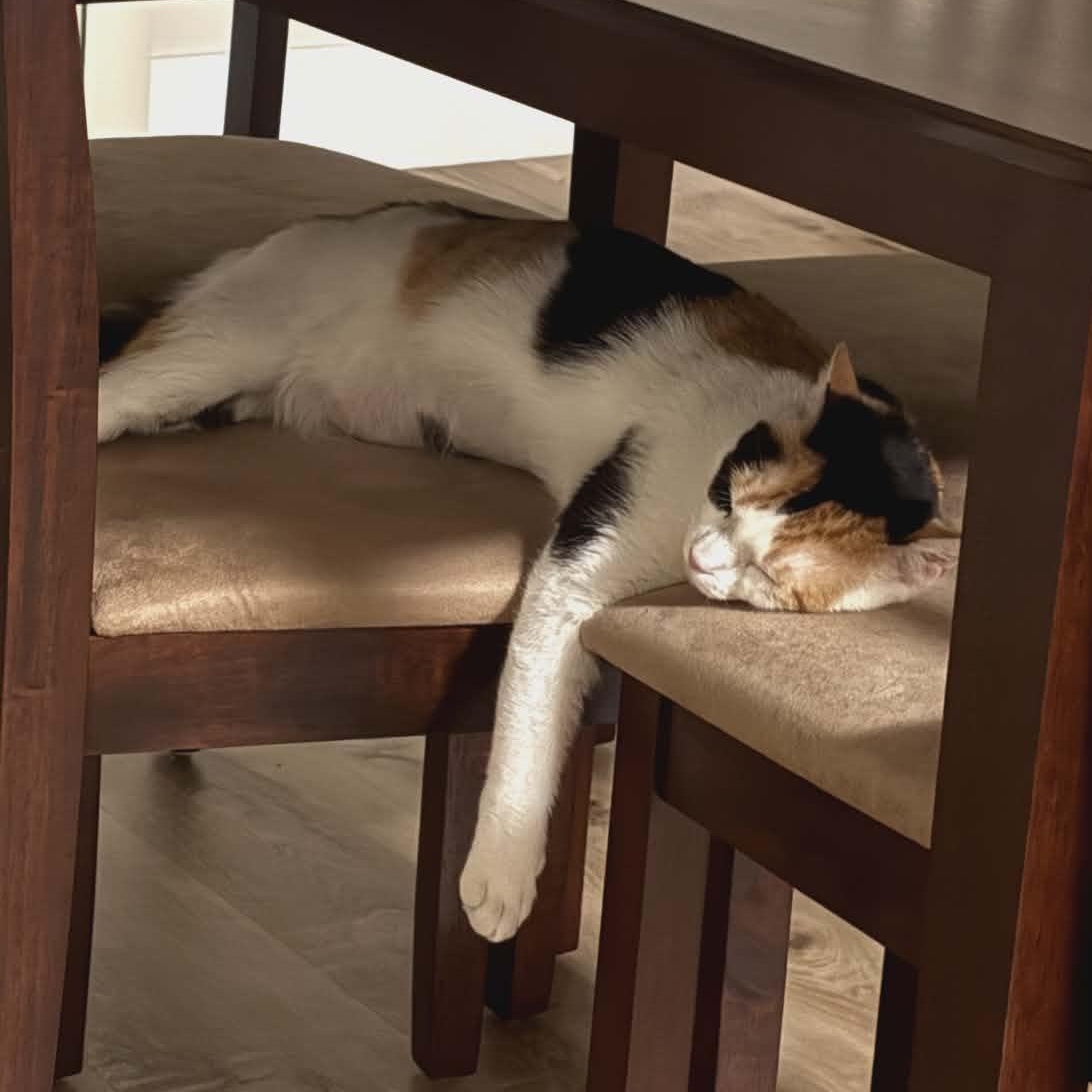 Enlarge Kaytay J., an adopted Domestic Short Hair in Chandler, AZ image 5/6