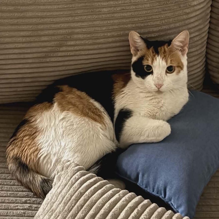 Enlarge Kaytay J., an adopted Domestic Short Hair in Chandler, AZ image 4/6