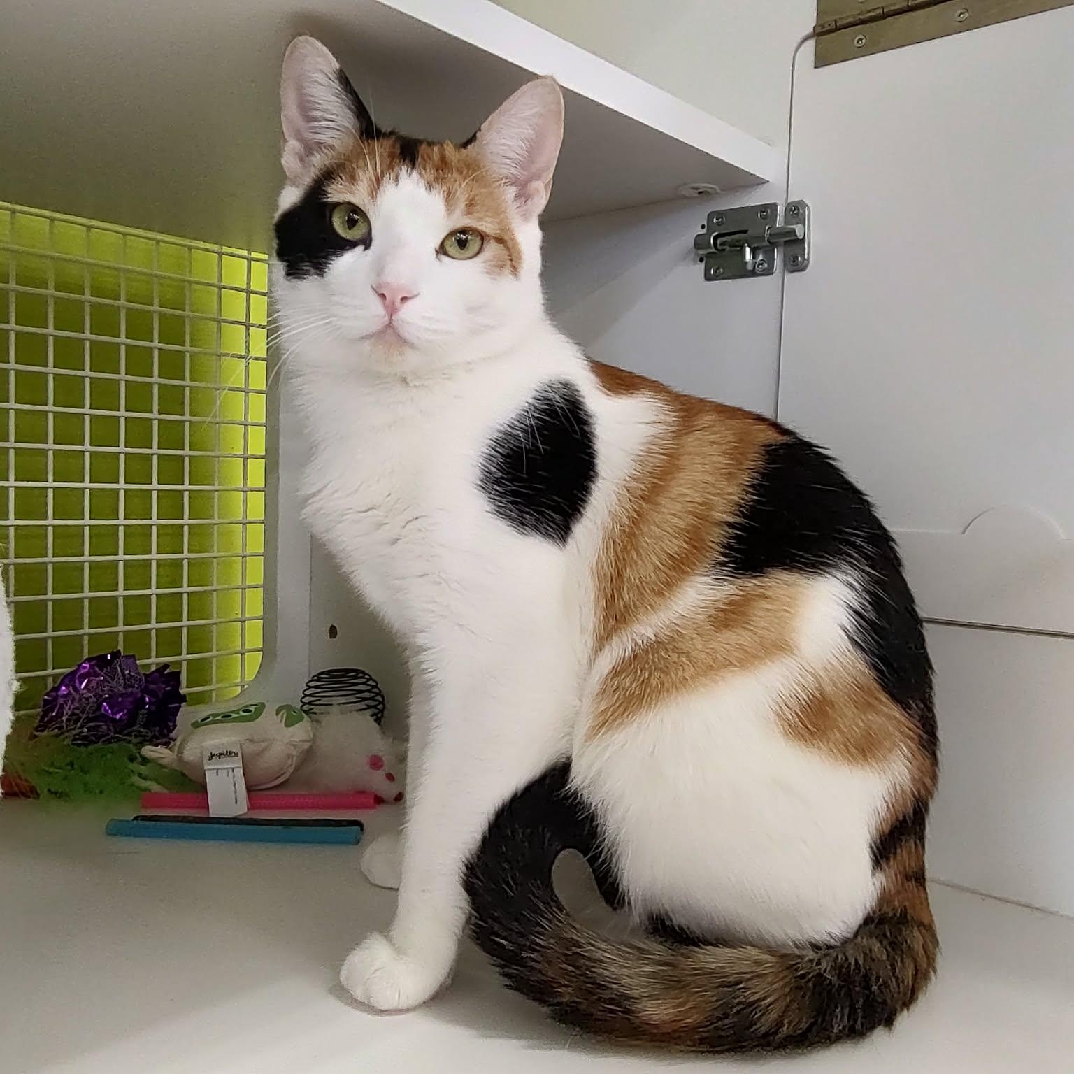 Enlarge Kaytay J., an adopted Domestic Short Hair in Chandler, AZ image 1/6