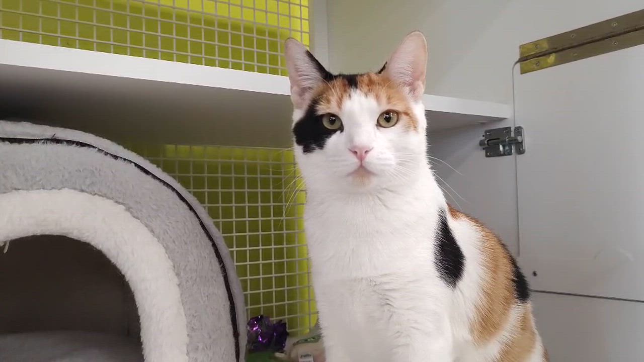 Enlarge Kaytay J., an adopted Domestic Short Hair in Chandler, AZ video 2/6
