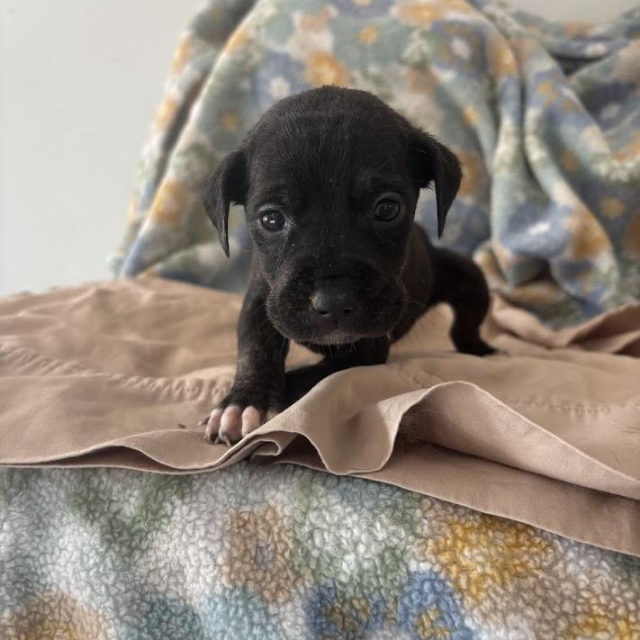 Hook, Adoptable, Puppy Female Labrador Retriever & Mixed Breed.