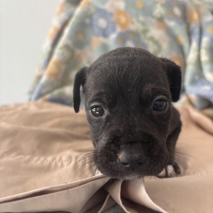 Hook, a Adoptable mixed breed in North Charleston, SC image 2/4