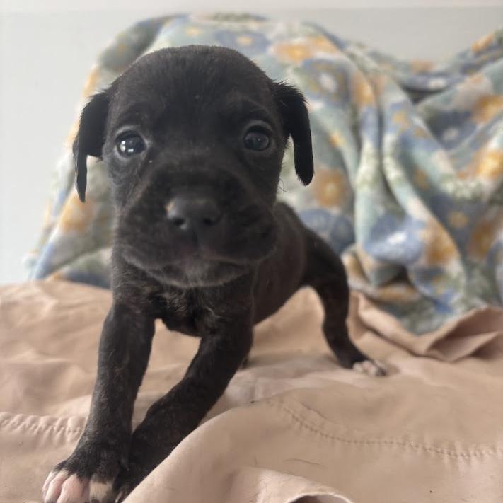 Hook, a Adoptable mixed breed in North Charleston, SC image 3/4