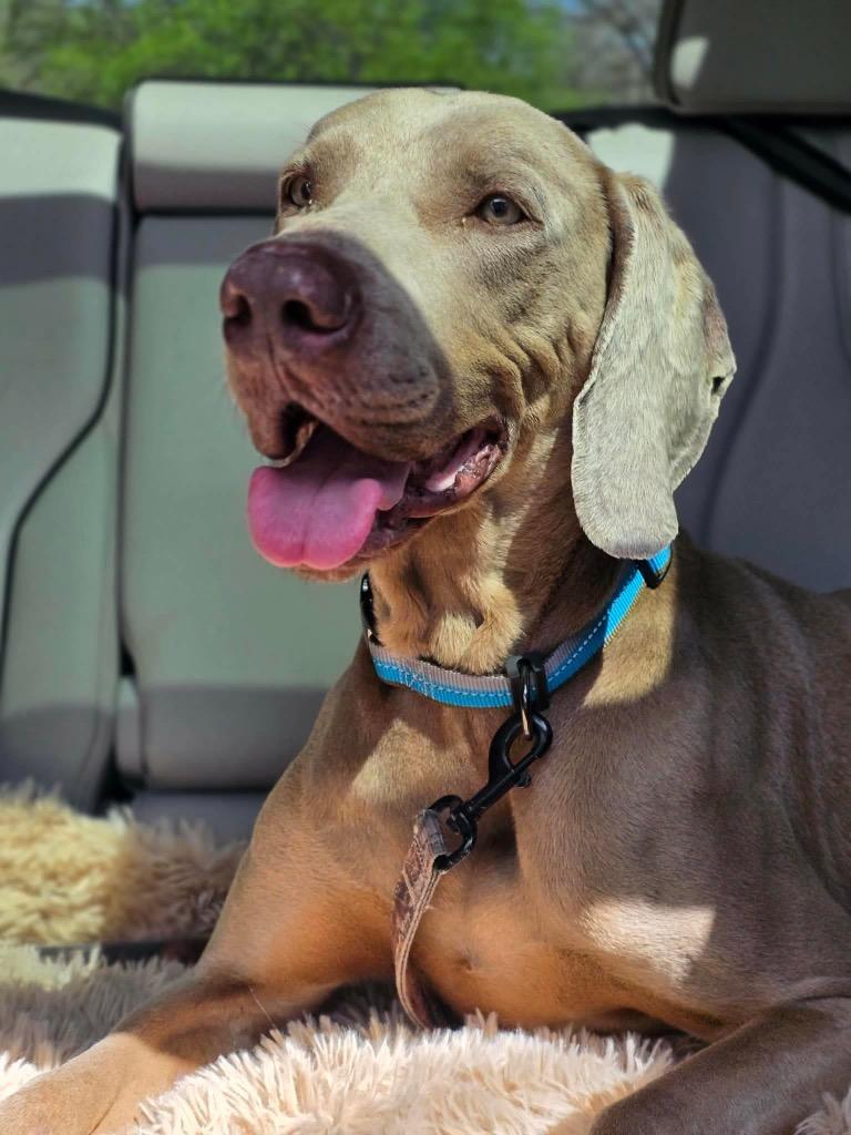 Ollie, Adoptable, Adult Male Weimaraner.