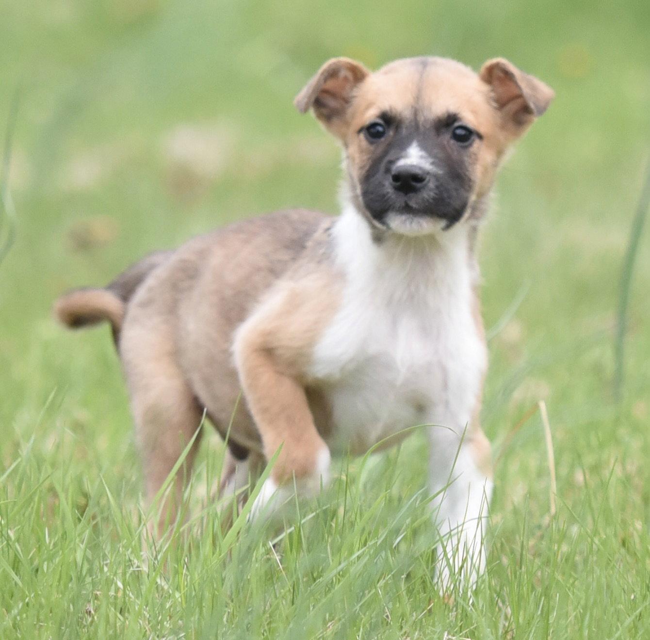 Enlarge Benji, a Adoptable mixed breed in Mechanicsburg, PA image 1/3