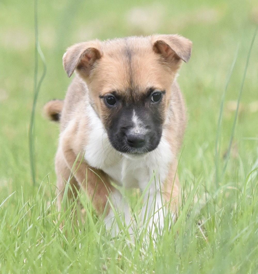 Enlarge Benji, a Adoptable mixed breed in Mechanicsburg, PA image 2/3