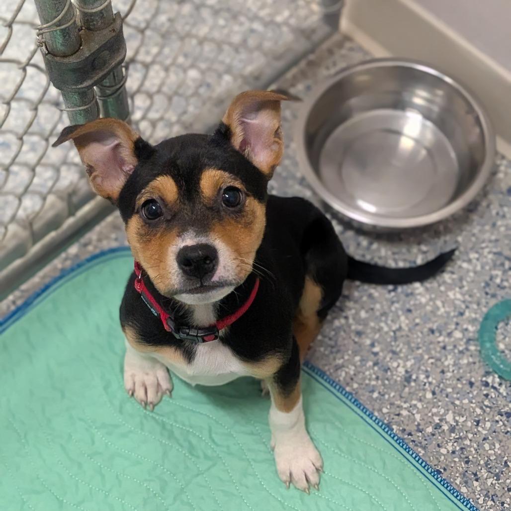 Enlarge Zelda, a Adoptable Mixed Breed image 1/2