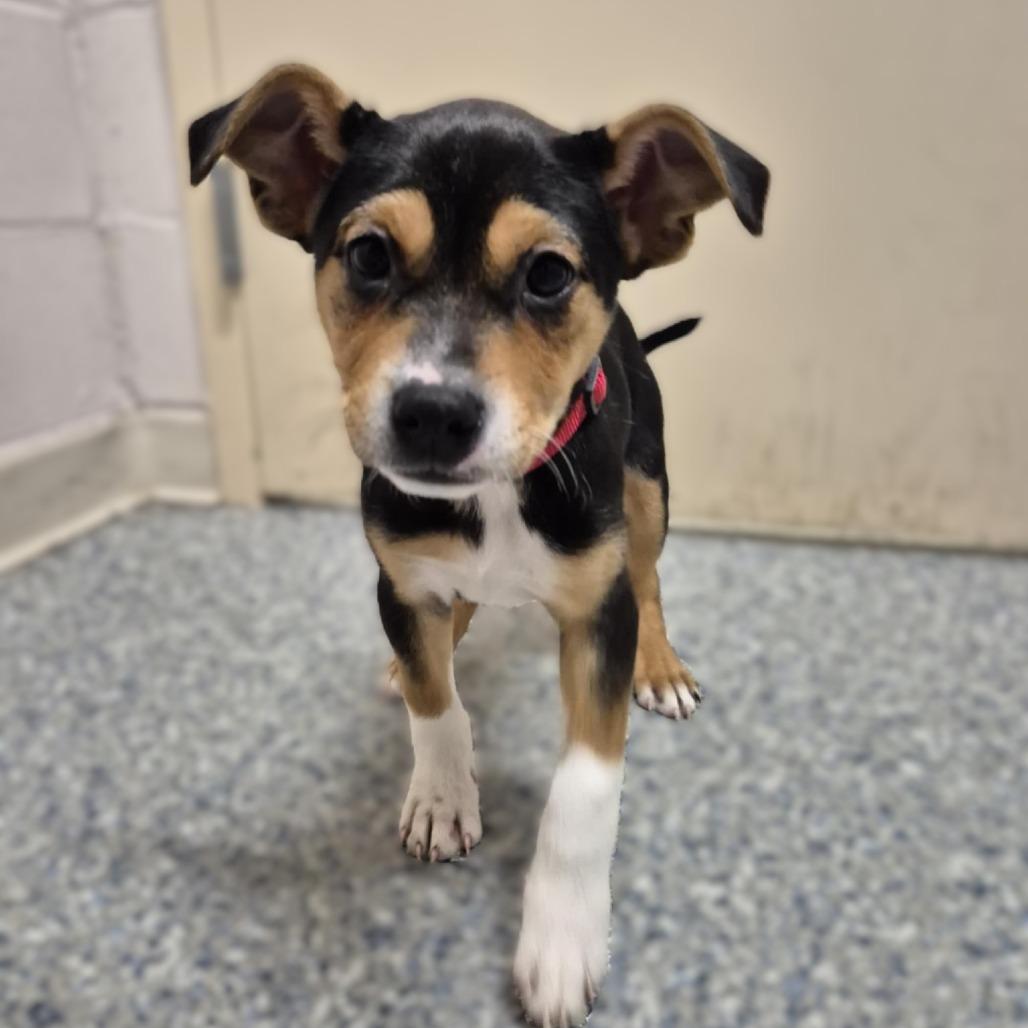 Enlarge Zelda, a Adoptable Mixed Breed image 2/2