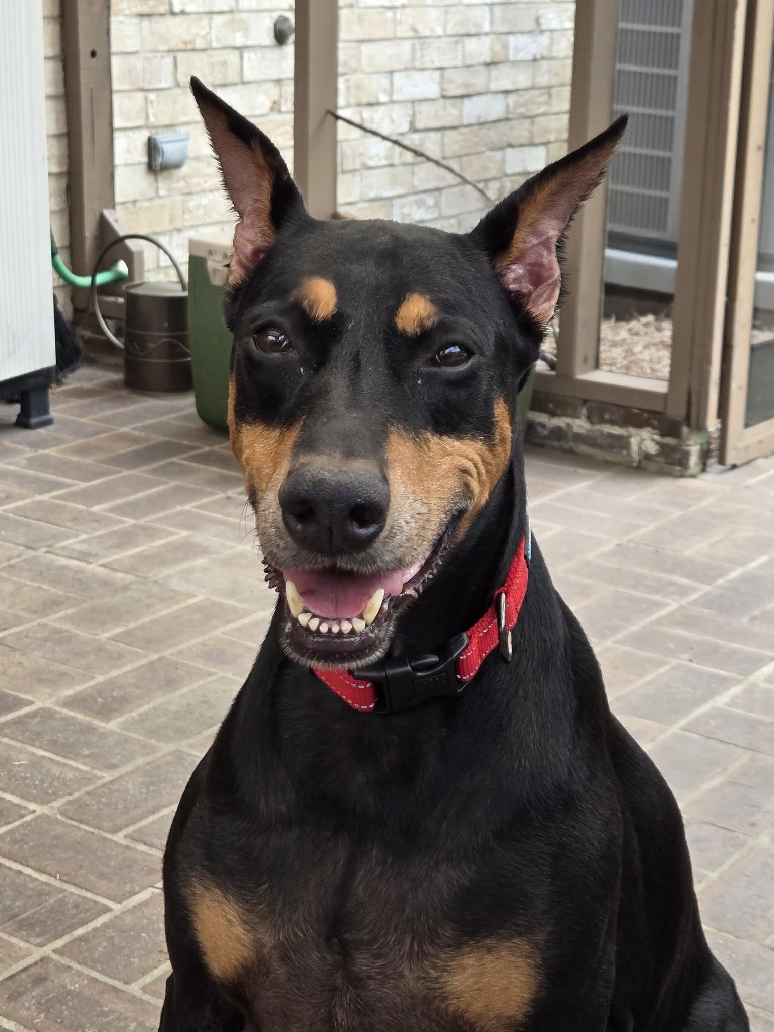 Enlarge Remy, a Adopted Doberman Pinscher in Harahan, LA image 1/1