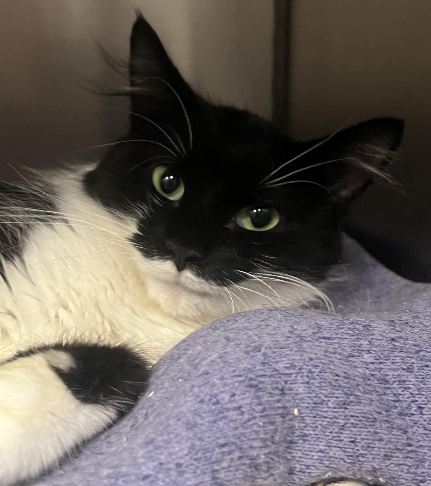 Enlarge Theresa, a ADOPTABLE Domestic Medium Hair in Johnston, RI image 6/6