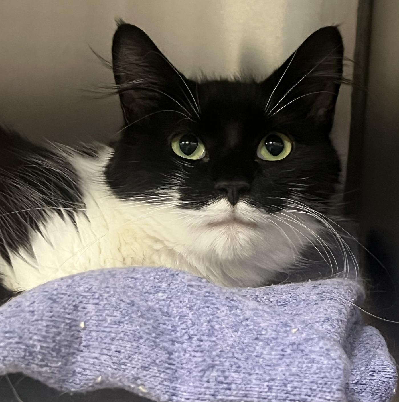 Enlarge Theresa, a ADOPTABLE Domestic Medium Hair in Johnston, RI image 2/6