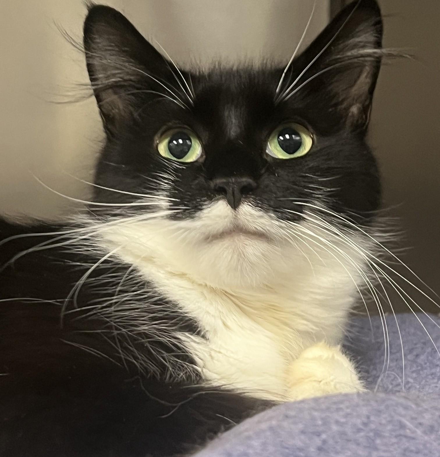 Enlarge Theresa, a ADOPTABLE Domestic Medium Hair in Johnston, RI image 5/6