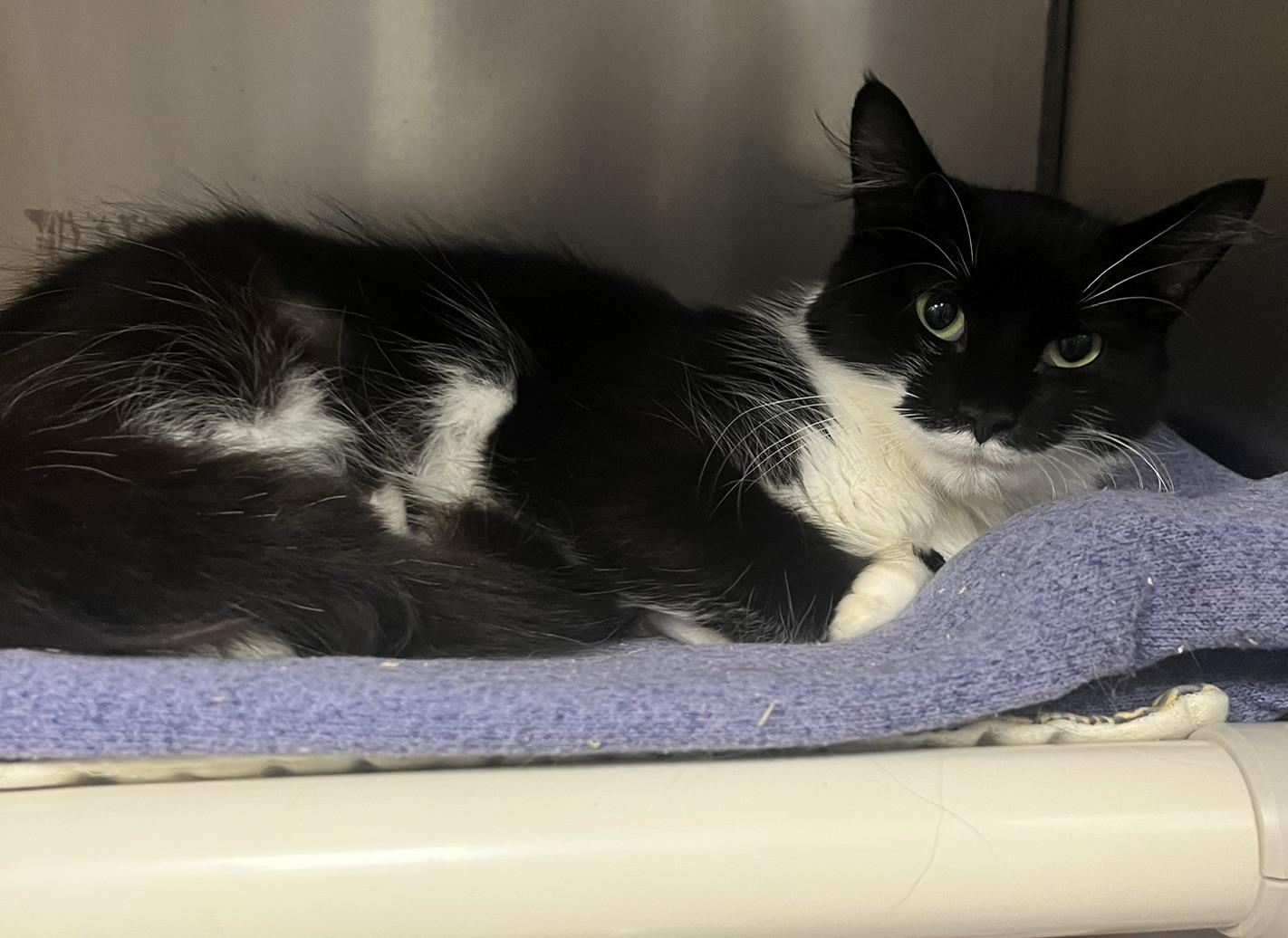Enlarge Theresa, a ADOPTABLE Domestic Medium Hair in Johnston, RI image 3/6