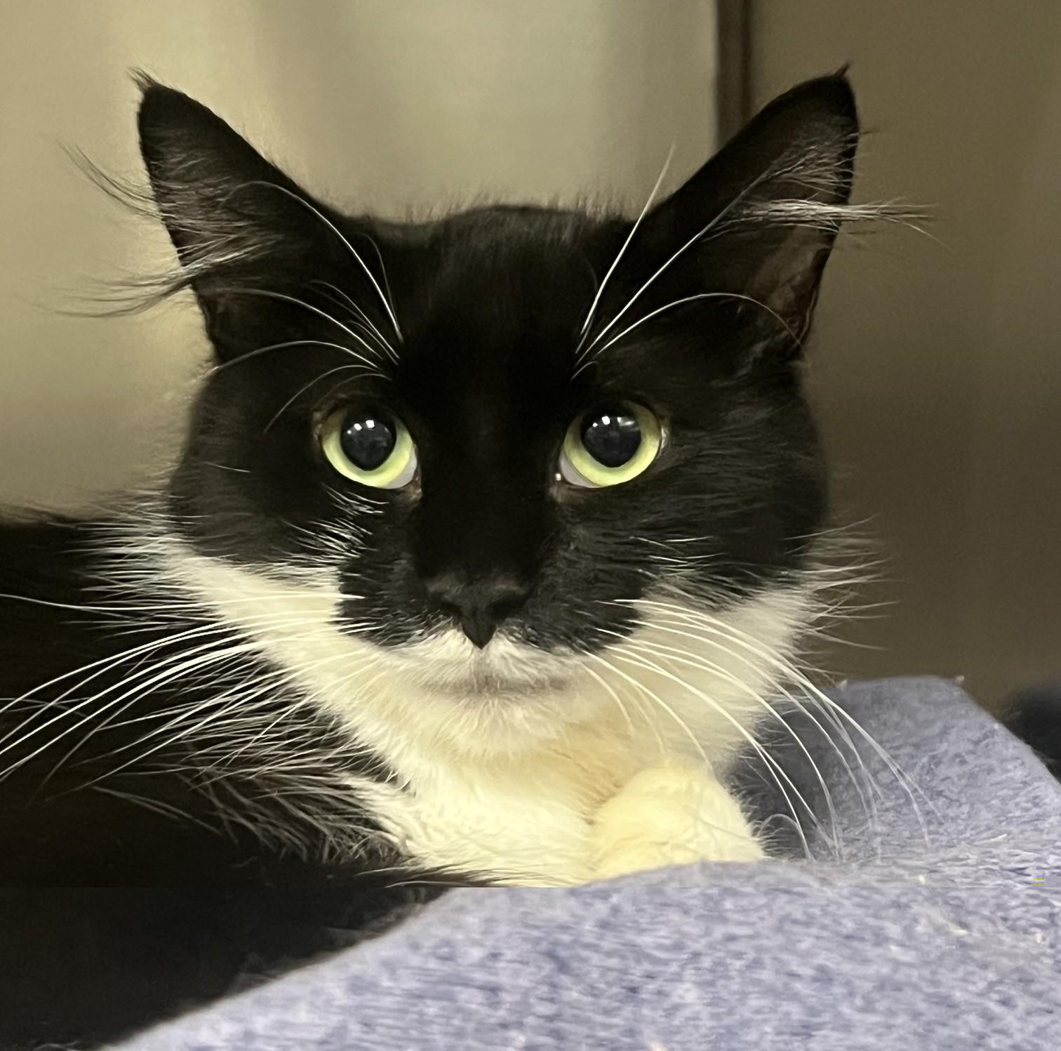 Enlarge Theresa, a ADOPTABLE Domestic Medium Hair in Johnston, RI image 4/6