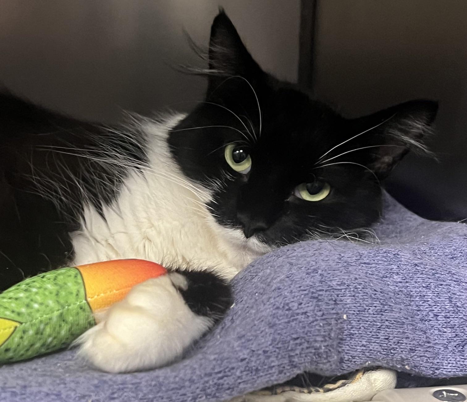 Theresa, ADOPTABLE, Young Female Domestic Medium Hair.